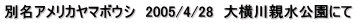 ʖAJ}{EV@2005/4/28@剡eɂ