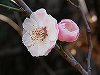 NbNđ傫ʐ^