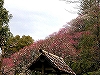 NbNđ傫ʐ^