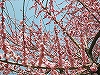 TN{̉