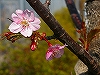 NbNđ傫ʐ^