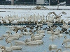 NbNđ傫ʐ^