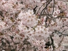 NbNđ傫ʐ^
