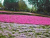 NbNđ傫ʐ^